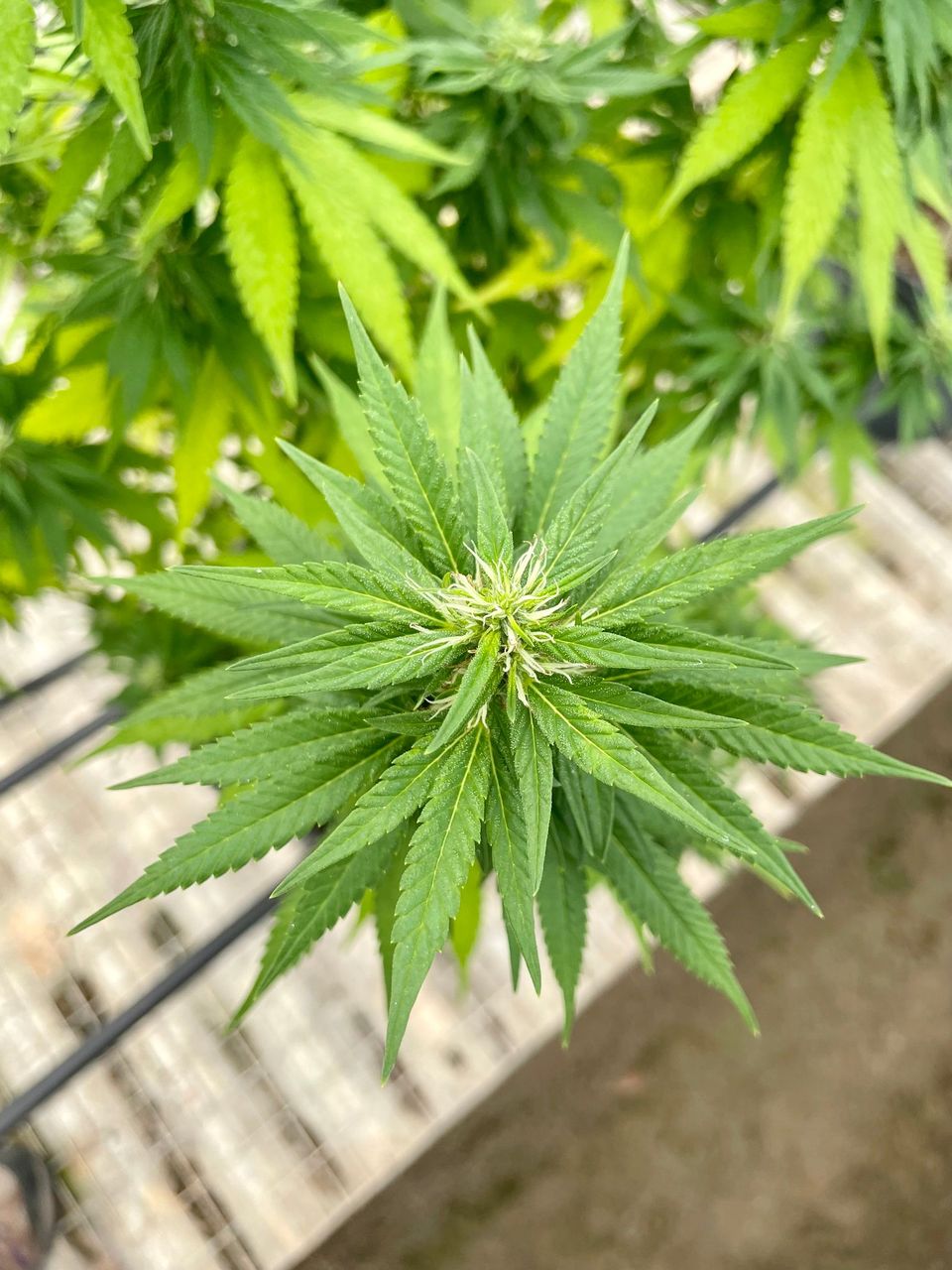 Green Point Research Nursery