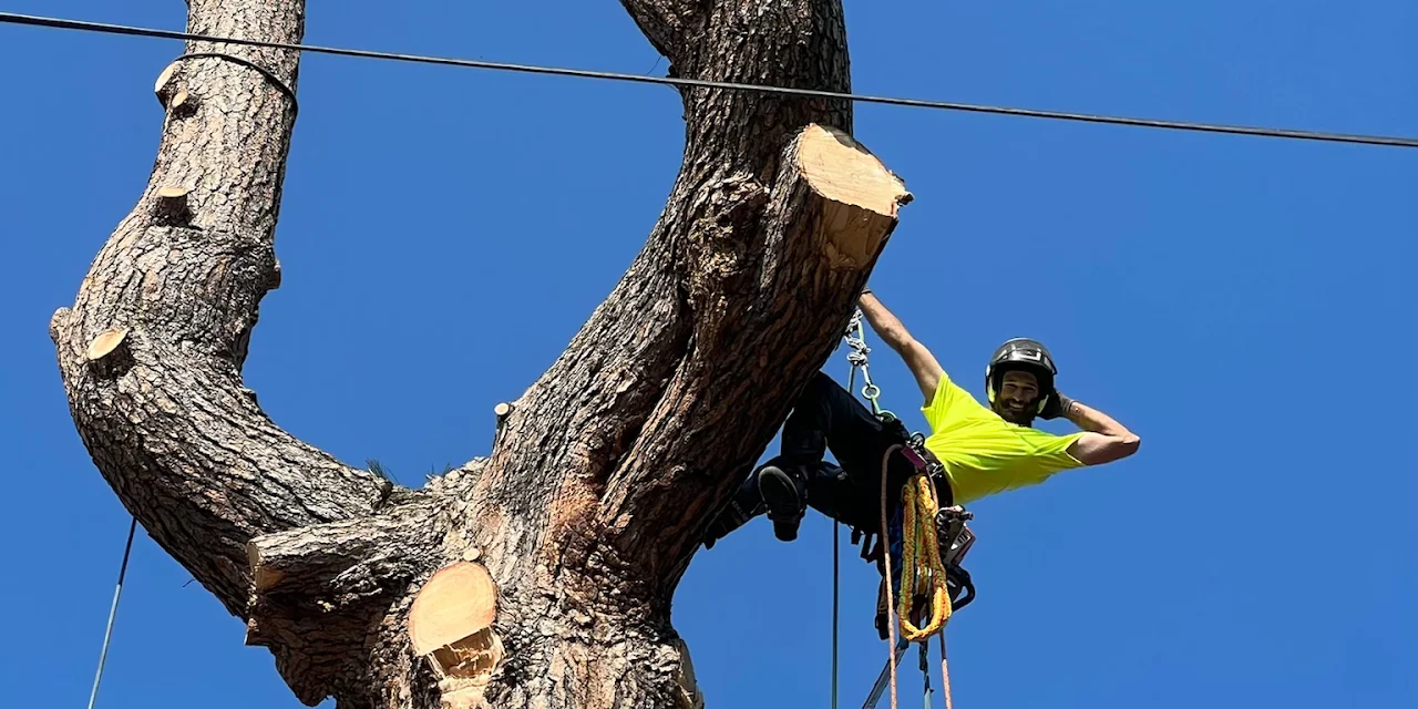 Selkirk Tree Service