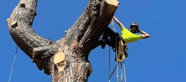 Selkirk Tree Service