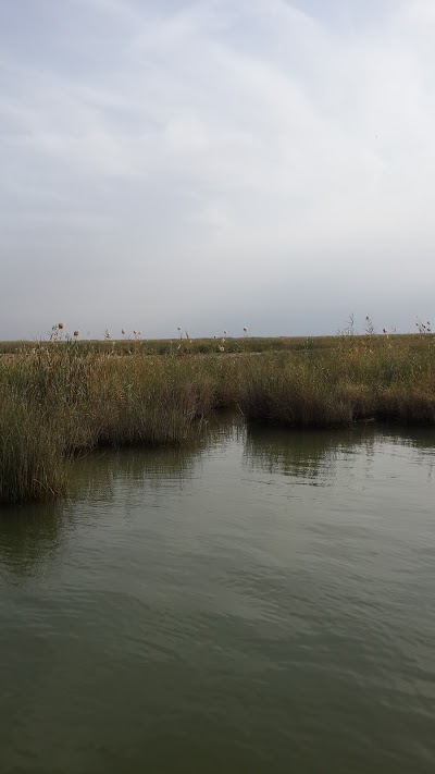 Photos of Shadegan Pond