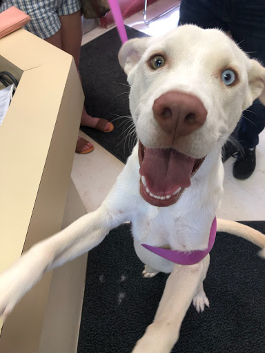 Alamogordo Animal Control - Thumbnail