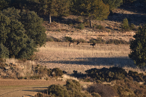 Carrasca del Monte - Thumbnail