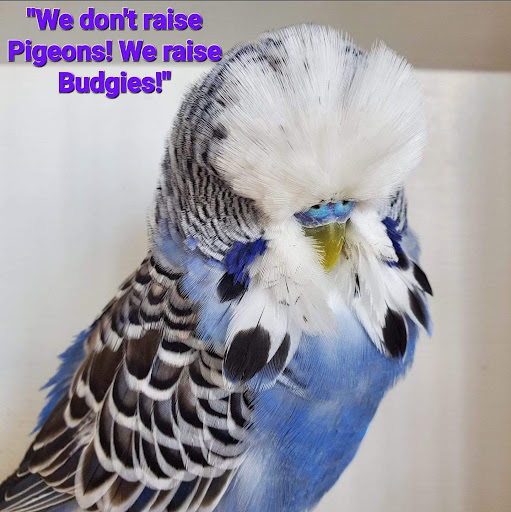 The Pidgeon Coop - Thumbnail