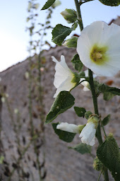 Photo n°28 de Mas De La Pinière à Mauprévoir (Gîte)