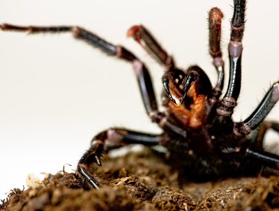 Photos of Falls Pest Control Penrith