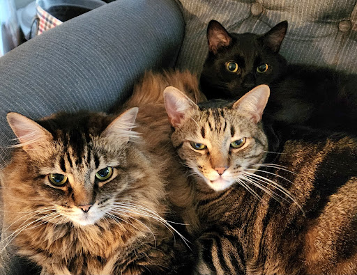 Meadow Hill Veterinary Shoppe - Thumbnail