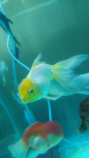 Acuario Don Cangrejo Gallery - Mexico