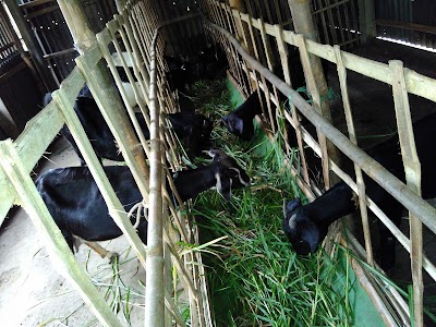 Photos of Shahudul Hannan Goat Farm