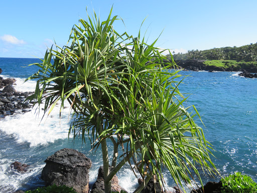 Coast path - Visual