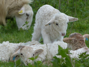 Photo n°22 de Ferme de la Chancelière à Le Girouard (Fromagerie)