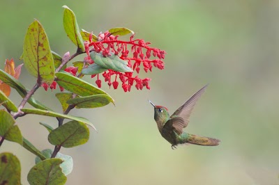 Photos of Cotapata National Park and Integrated Management Natural Area