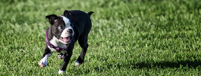 Pet Life | Home Office