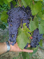 Mas des Terrasses à Sabran