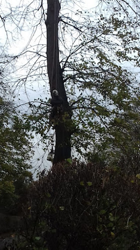 THE BIG TREE COMPANY