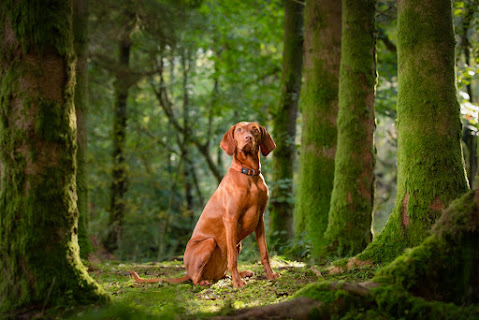 Juno & Co | Cumbria Dog Training & Behaviour by null