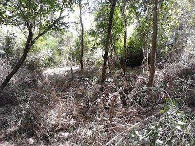 Photos of Dryzone Eco Villas