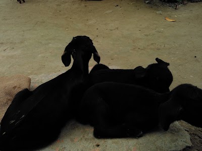 Photos of Shahudul Hannan Goat Farm