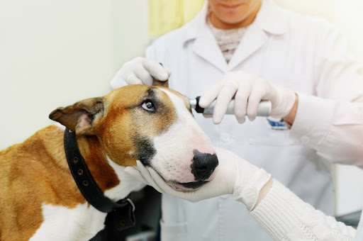 Blue & White Veterinary Clinic Nambucca Heads - Thumbnail