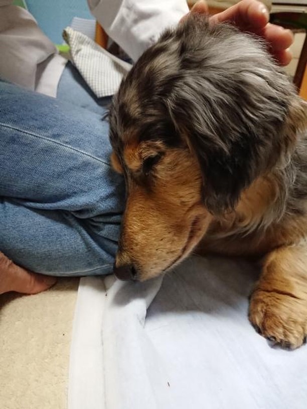 滋賀ペット治療院