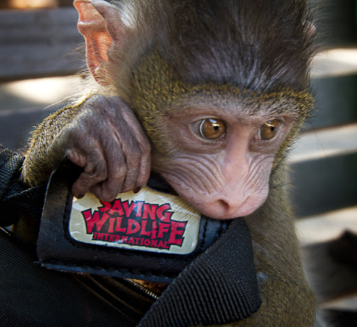 Saving Wildlife International - Thumbnail