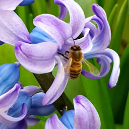 Photo n°5 de Ferme de Villemenard (EARL Lyko Meunier) à Vignoux-sur-Barangeon (Ferme)