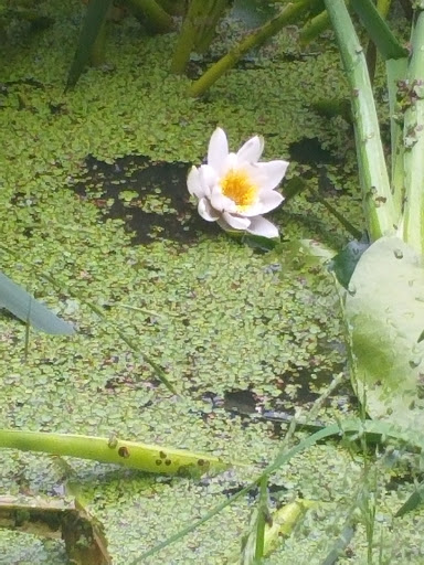 Großer Waldhausteich - Visual