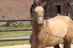 Photo n°8 de Ekeep équipements et formations à Beaurevoir (Magasin de matériel d'équitation)