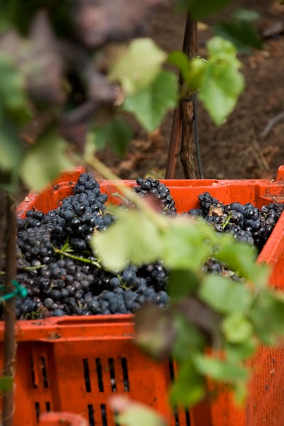 Photos of ВИНАРСКА ИЗБА ЕДОАРДО МИРОЛИО - EDOARDO MIROGLIO WINERY