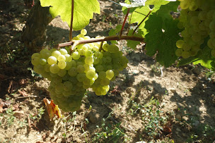 Photo n°1 de Domaine Sermage à Solutré-Pouilly (Vignoble)