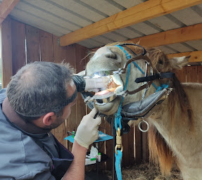 Photo n°1 de L.F. Dentisterie Equine Ludovic Fournier (Technicien Dentaire Equin) à Saint-Sérotin (Dentiste)