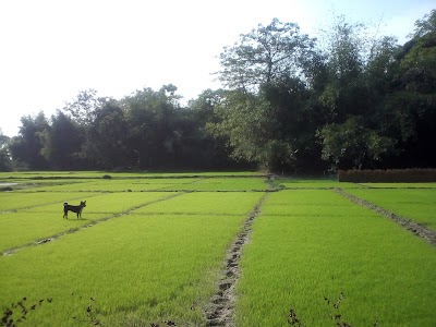 Photos of Garden Village