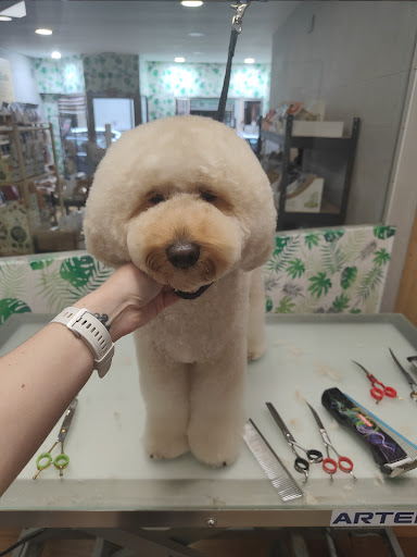 Peluquería Canina Zubizuri Gallery - Spain