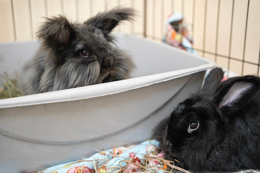 House Rabbit Society - Thumbnail
