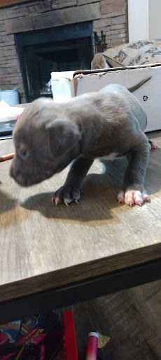 Morgan County Animal Shelter - Thumbnail