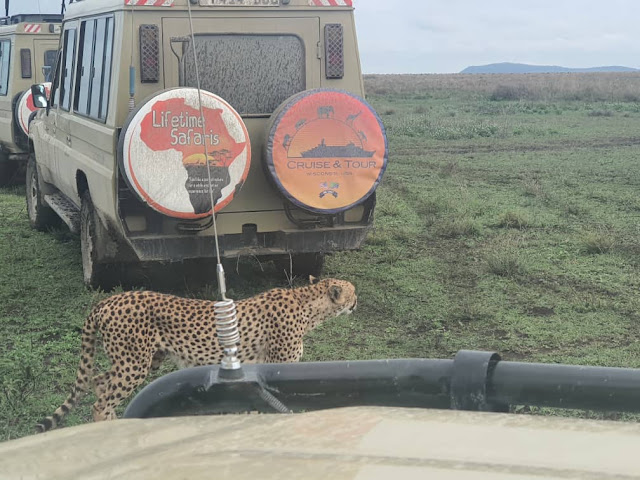 Lifetime Safaris by null