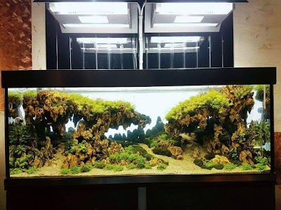 Photos of Yoyo aquascape