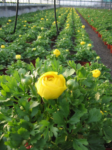 Floricoltura Vignola Nicola - Thumbnail