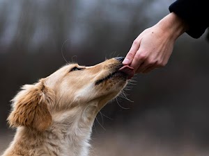 CréA : l'animal créateur de lien