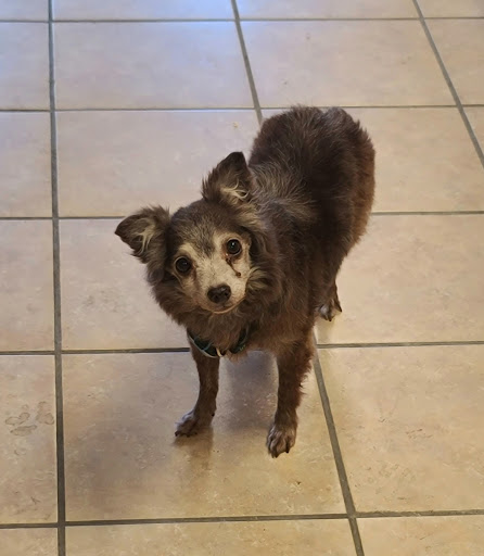The Lucky Pupp - Thumbnail
