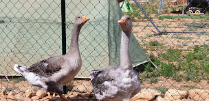 Photo n°6 de LA MINI-FERME CHEZ CATHERINE à Saint-André-de-Sangonis (Ferme à visiter)