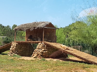 Photos of Le Lion De L'Atlas