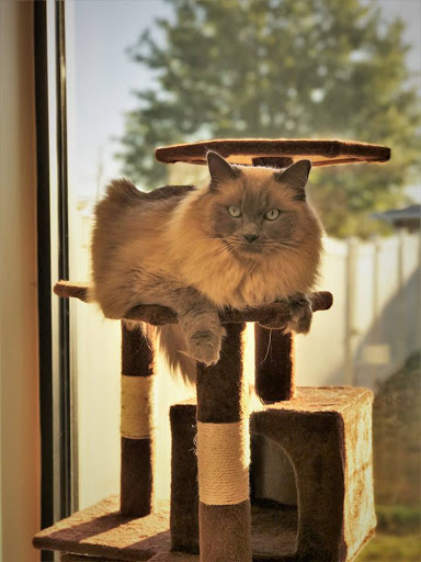 Paw Spa and Retreat at Shenandoah Veterinary - Thumbnail