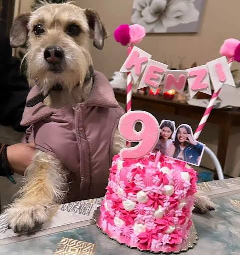 KUITZYS PET BAKERY - Thumbnail