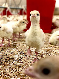 Photo n°23 de GFA de Pierpont à Castelnau-de-Montmiral (Élevage de volailles)