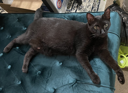 Mid Atlantic Feline Thyroid Center