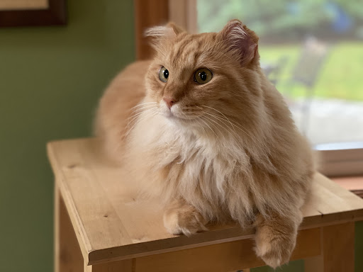 Island Cats Veterinary Hospital