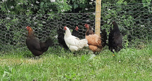 Photo n°11 de Chambre d'hotes Champ du Bois à Limoise (Chambre d'hôtes)