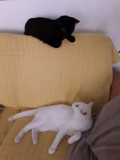 Centro Veterinario alla Ressiga SA - Thumbnail