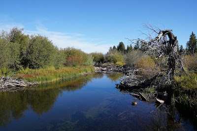 Taylor Creek Visitor Center: Salmon Run