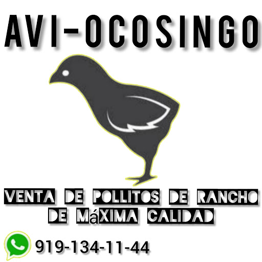 AVI-OCOSINGO - Visual